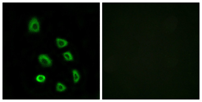 OR5K1 Antibody in Immunocytochemistry (ICC/IF)