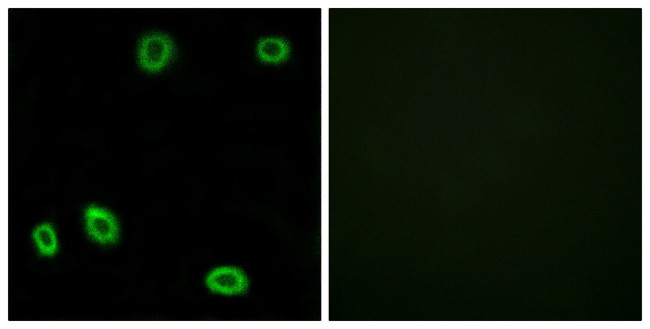 OR5L1/OR5L2 Antibody in Immunocytochemistry (ICC/IF)
