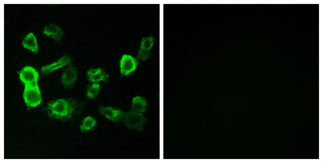 OR5P2 Antibody in Immunocytochemistry (ICC/IF)
