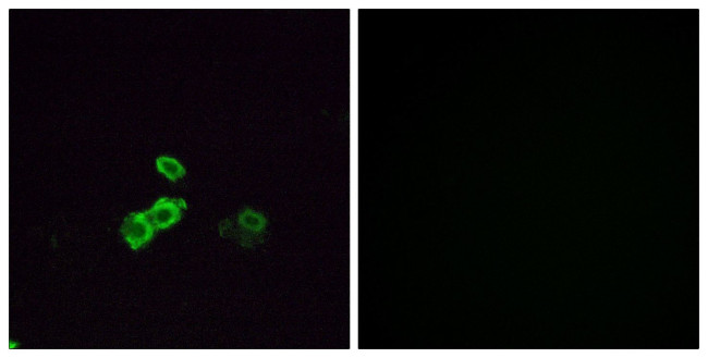 OR14J1 Antibody in Immunocytochemistry (ICC/IF)