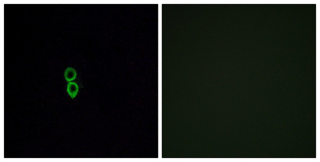 OR5W2 Antibody in Immunocytochemistry (ICC/IF)