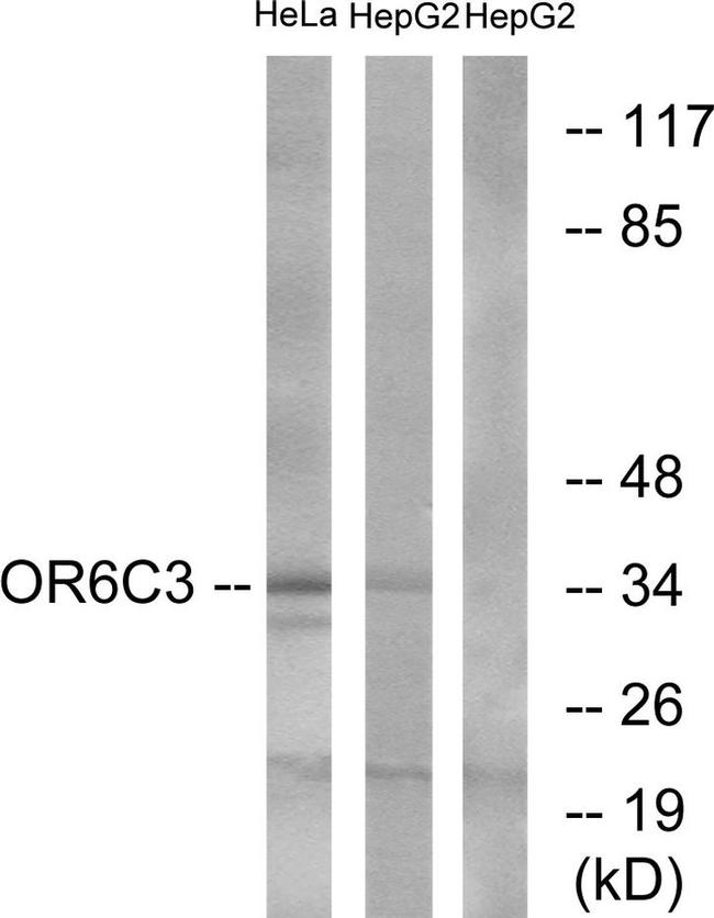 OR6C3 Antibody in Western Blot (WB)