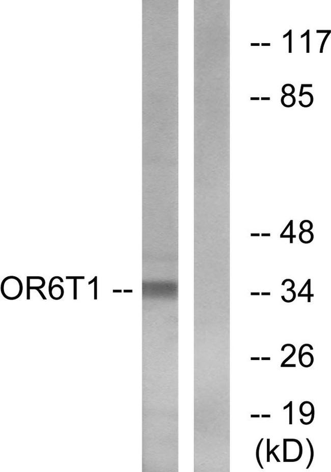 OR6T1 Antibody in Western Blot (WB)
