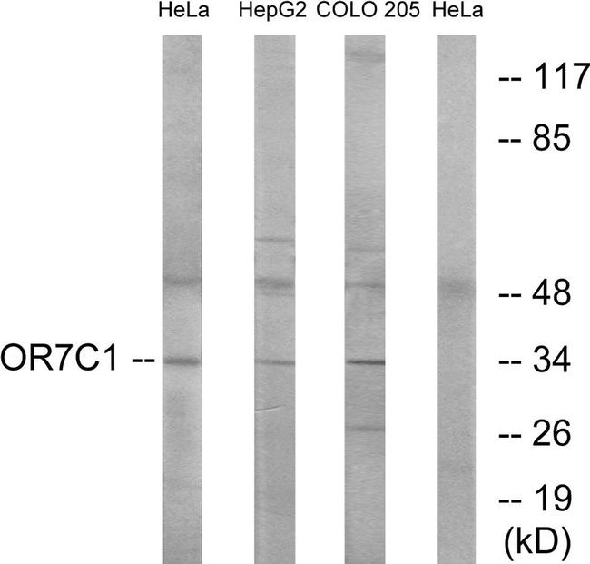 OR7C1 Antibody in Western Blot (WB)