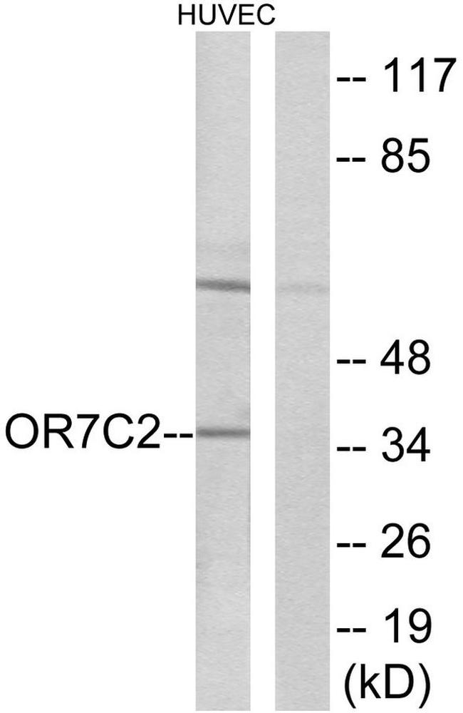 OR7C2 Antibody in Western Blot (WB)