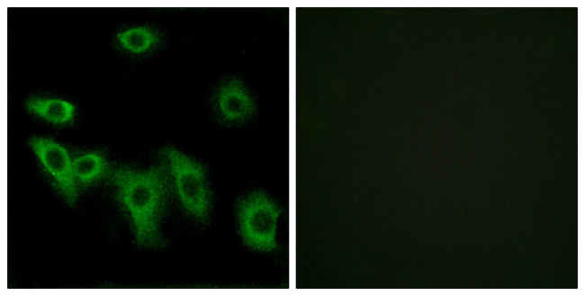 OR8H3 Antibody in Immunocytochemistry (ICC/IF)