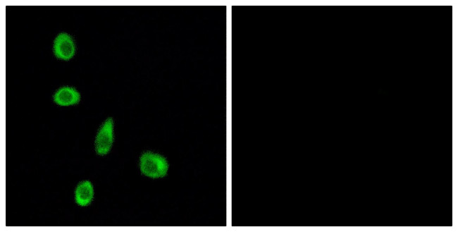 OR8J1 Antibody in Immunocytochemistry (ICC/IF)