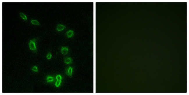 Phospho-DARPP-32 (Thr34) Antibody in Immunocytochemistry (ICC/IF)