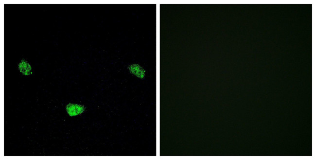 Phospho-HNF4A (Ser313) Antibody in Immunocytochemistry (ICC/IF)