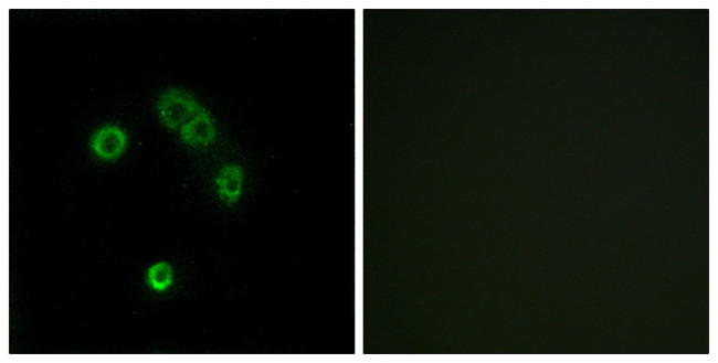 TAS2R13 Antibody in Immunocytochemistry (ICC/IF)