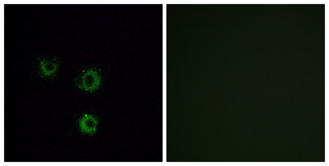 TAS2R14 Antibody in Immunocytochemistry (ICC/IF)