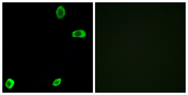 TAS2R39 Antibody in Immunocytochemistry (ICC/IF)