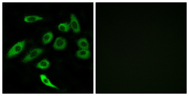 TAS2R3 Antibody in Immunocytochemistry (ICC/IF)