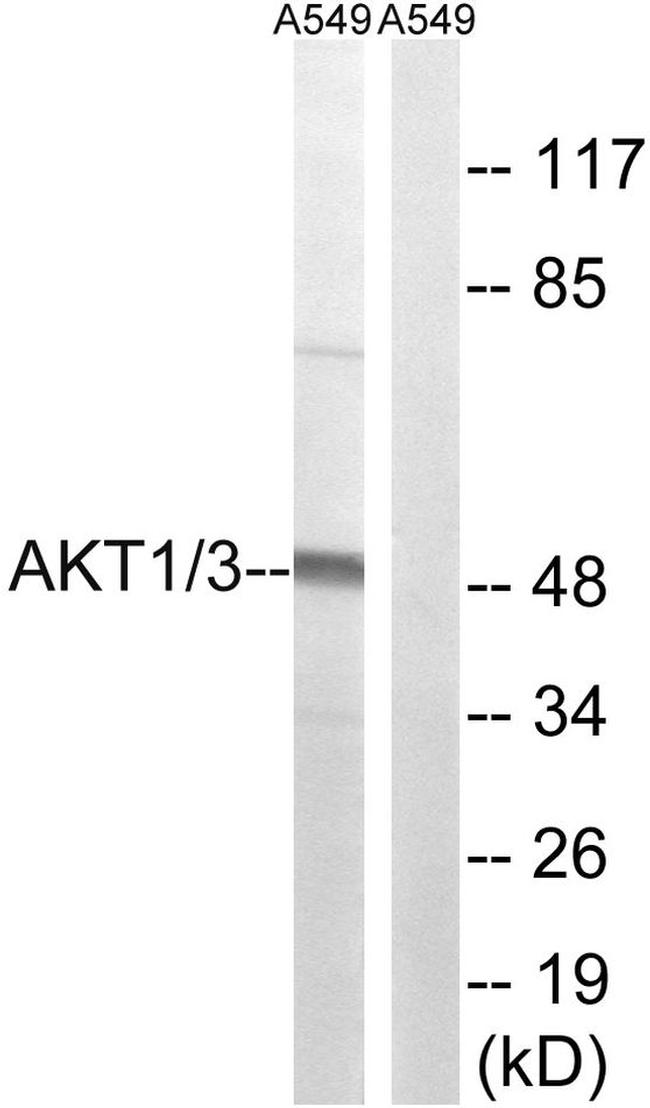 AKT1/AKT3 Antibody in Western Blot (WB)