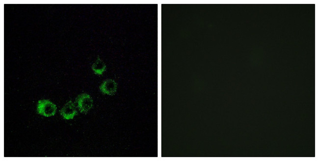 OR10A5 Antibody in Immunocytochemistry (ICC/IF)