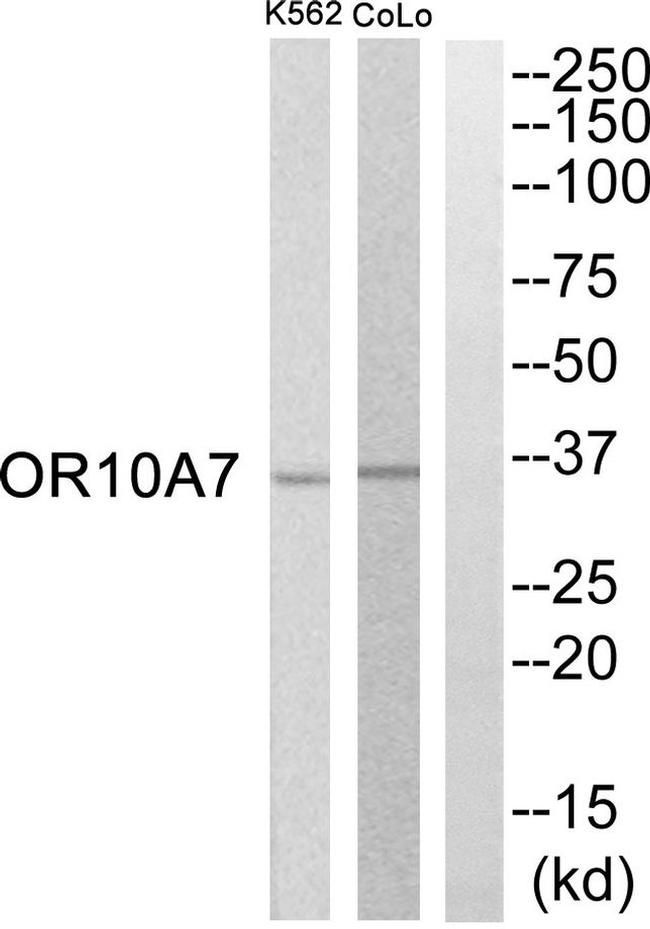 OR10A7 Antibody in Western Blot (WB)