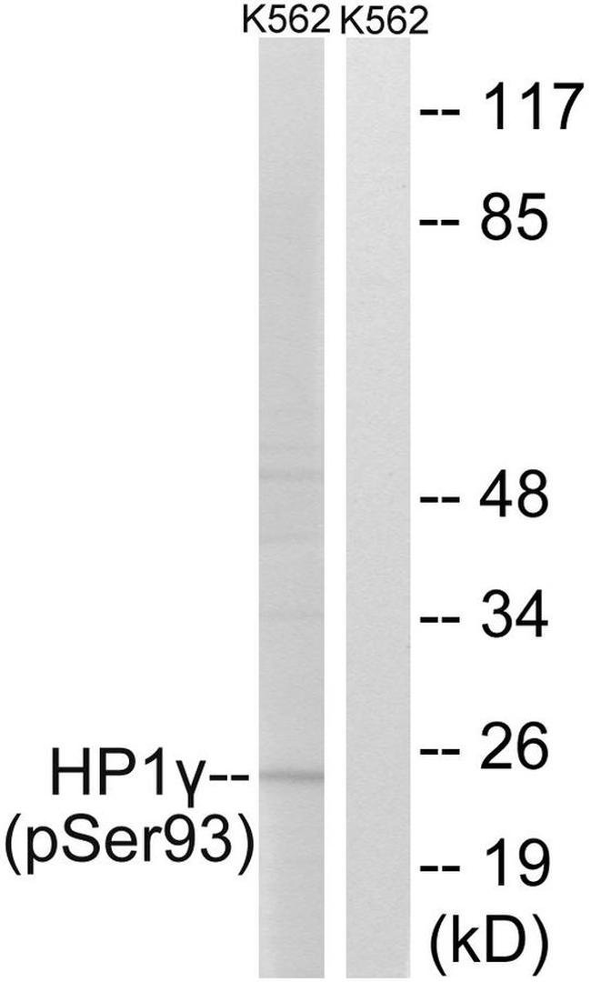 Phospho-HP1 gamma (Ser93) Antibody in Western Blot (WB)