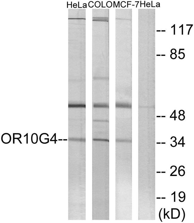 OR10G4 Antibody in Western Blot (WB)
