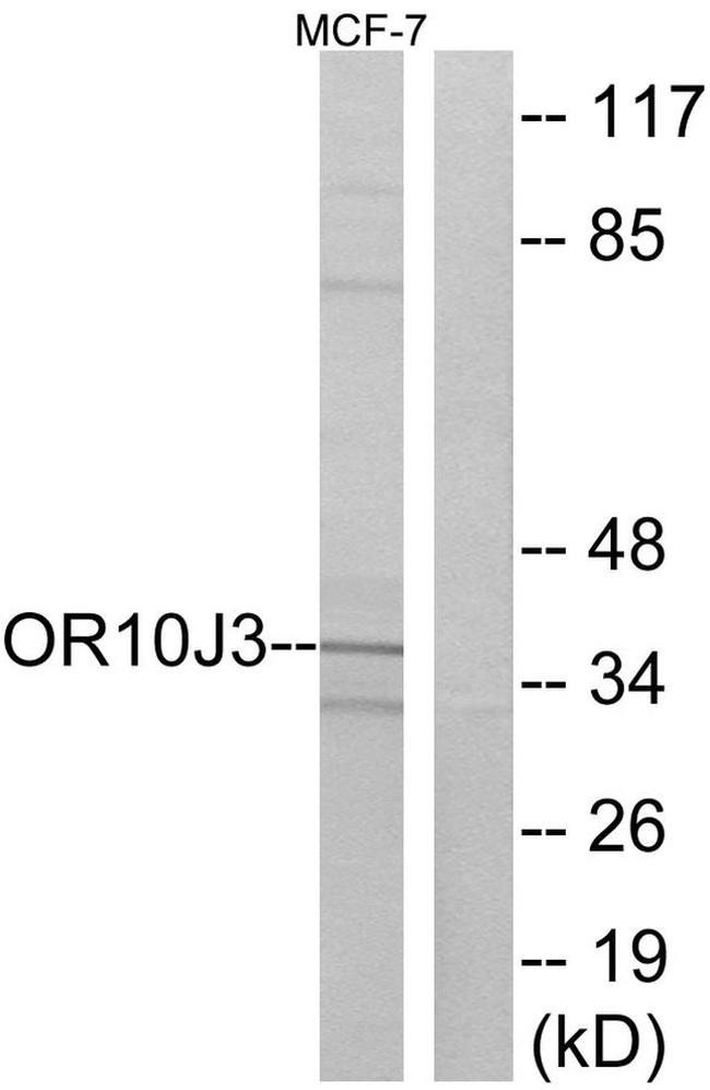 OR10J3 Antibody in Western Blot (WB)