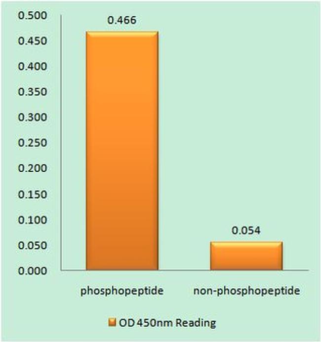 Phospho-Bax (Ser184) Antibody