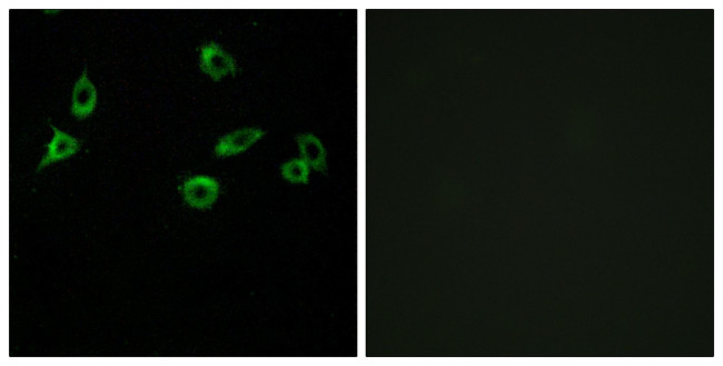 OR10S1 Antibody in Immunocytochemistry (ICC/IF)
