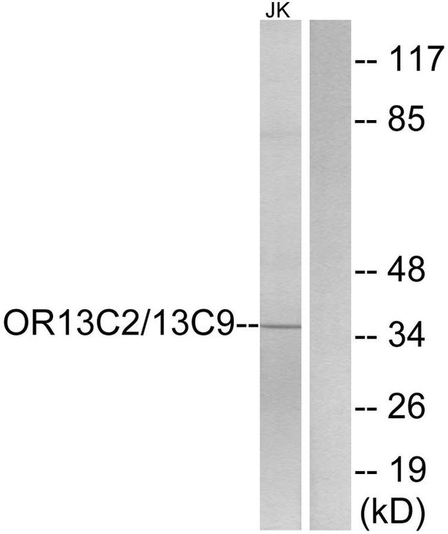 OR13C2/OR13C9 Antibody in Western Blot (WB)
