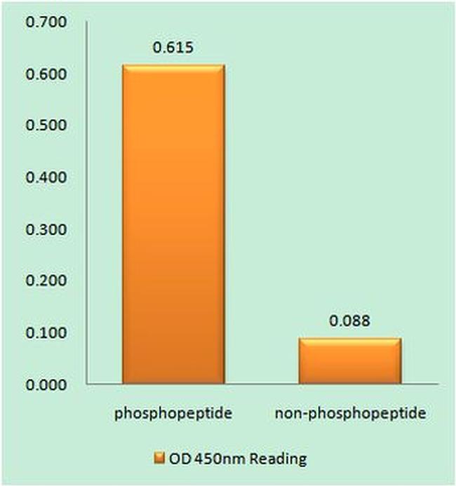 Phospho-RPA2 (Ser33) Antibody