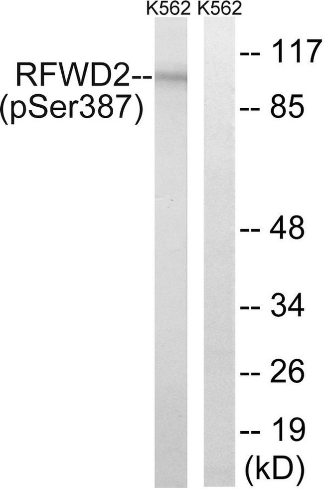 Phospho-RFWD2 (Ser387) Antibody in Western Blot (WB)