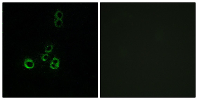 OR51F2 Antibody in Immunocytochemistry (ICC/IF)