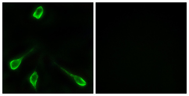 OR52E4 Antibody in Immunocytochemistry (ICC/IF)