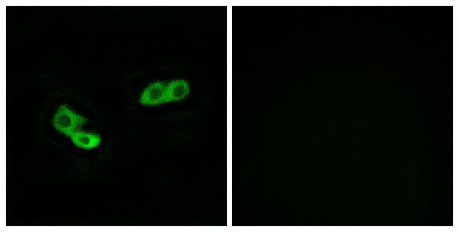 OR56A3 Antibody in Immunocytochemistry (ICC/IF)