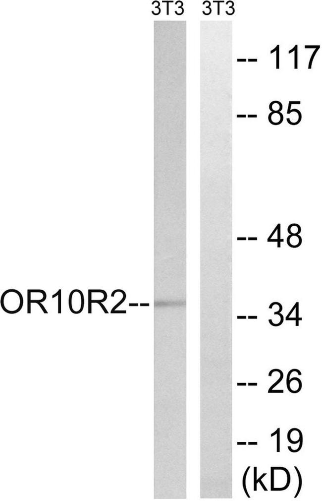 MAGEA5 Antibody in Western Blot (WB)