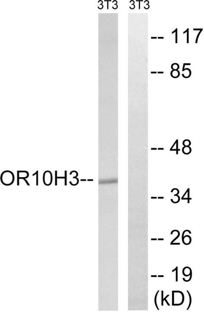 OR10H3/OR10H4 Antibody in Western Blot (WB)