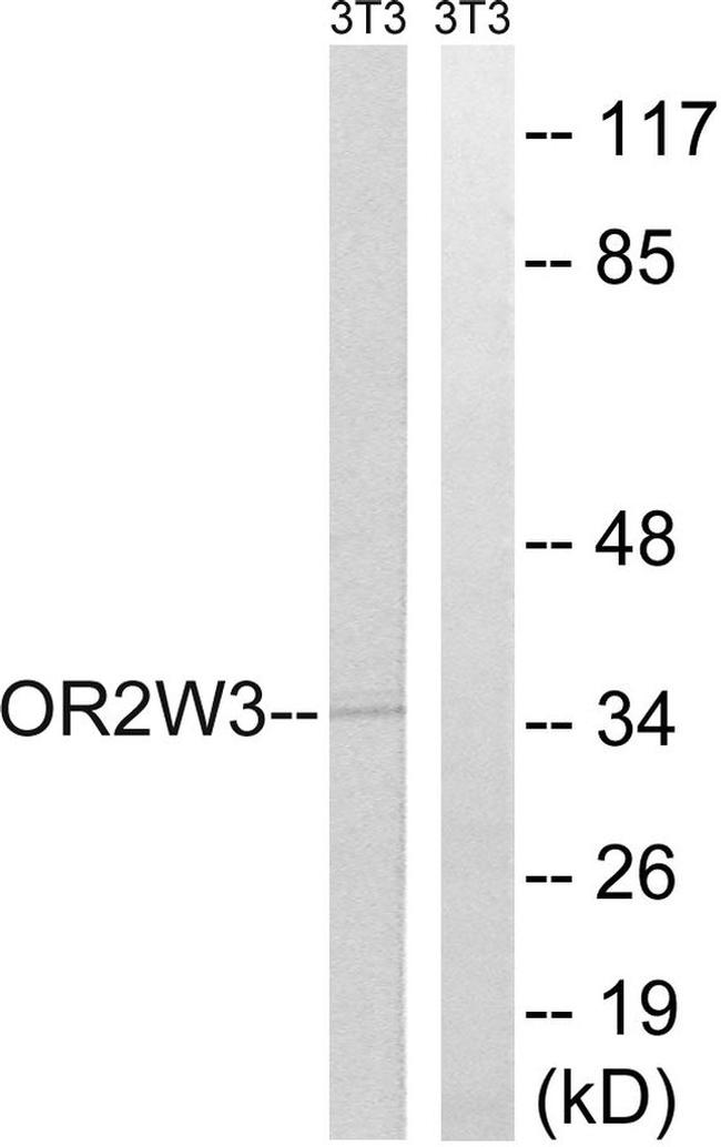 OR2W3 Antibody in Western Blot (WB)