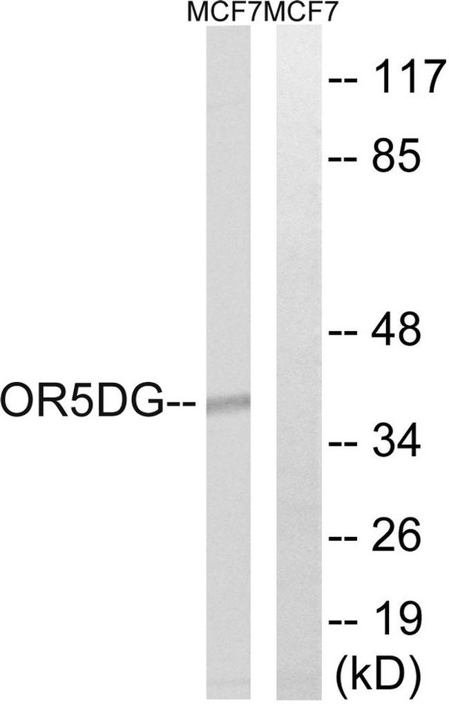 OR5D16 Antibody in Western Blot (WB)