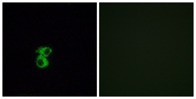 OR6B2 Antibody in Immunocytochemistry (ICC/IF)