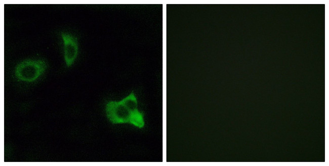 OR8D1 Antibody in Immunocytochemistry (ICC/IF)