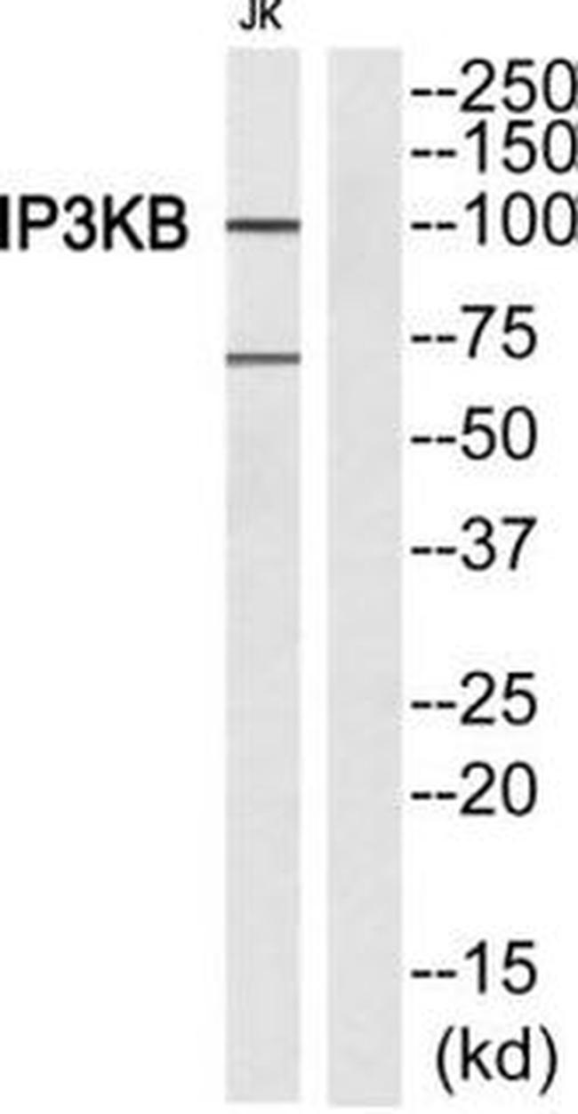 ITPKB Antibody in Western Blot (WB)