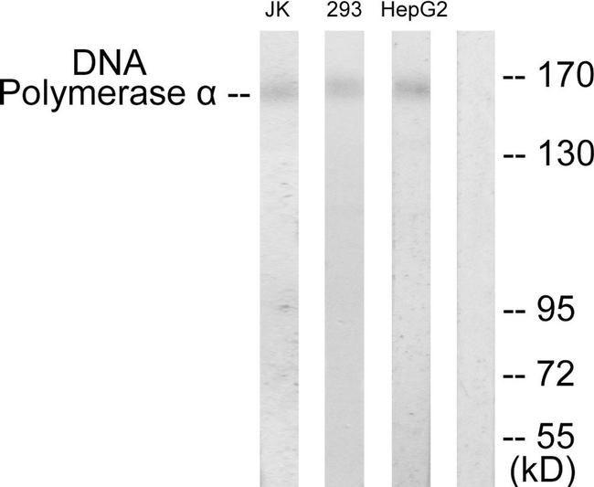 POLA1 Antibody in Western Blot (WB)