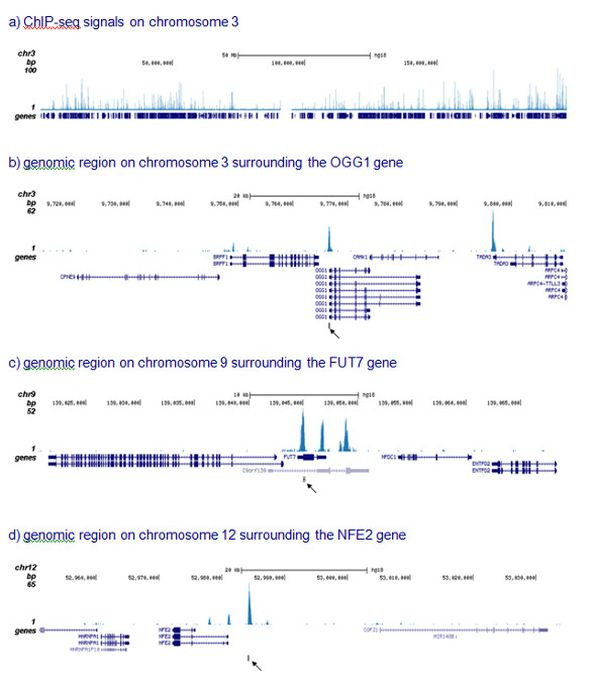 RUNX1T1 Antibody in ChIP-Sequencing (ChIP-seq)