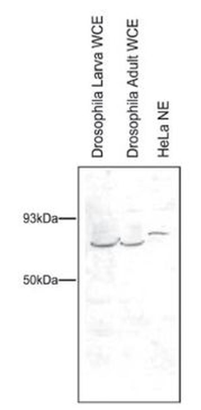 PAF1 Antibody in Western Blot (WB)