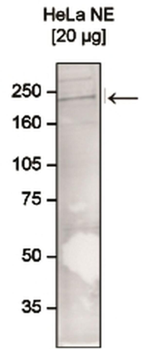 CHD1 Antibody in Western Blot (WB)