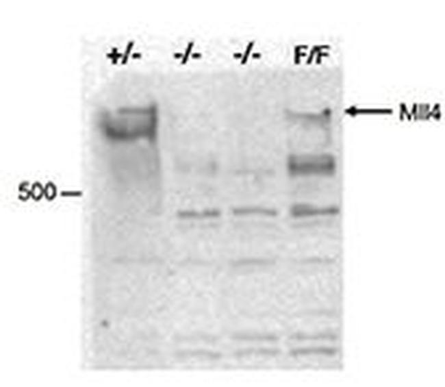 MLL4 Antibody in Western Blot (WB)
