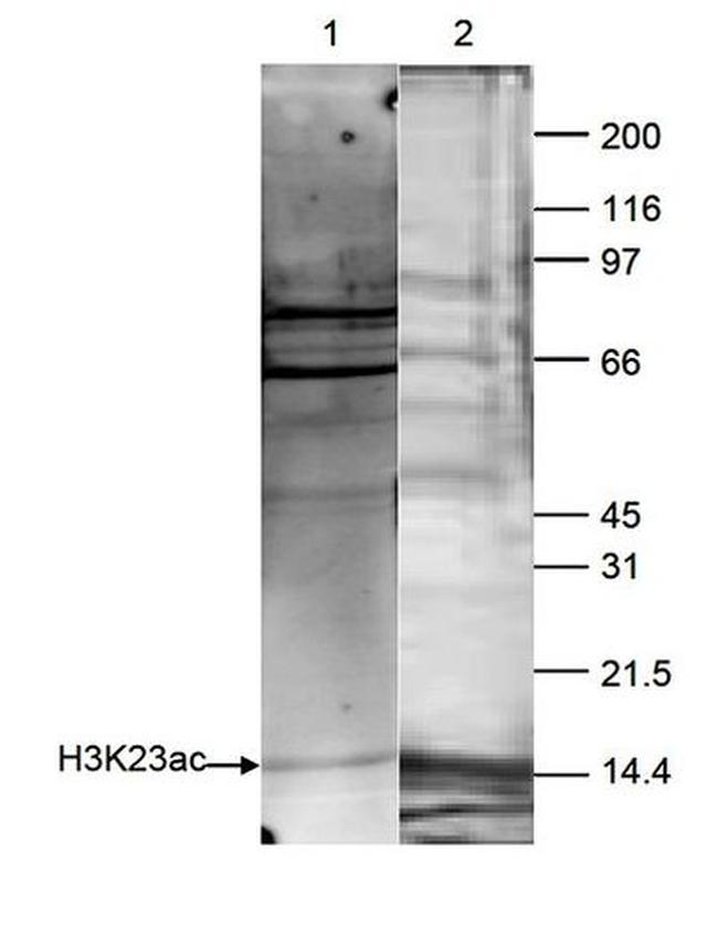 H2BK23ac Antibody in Western Blot (WB)