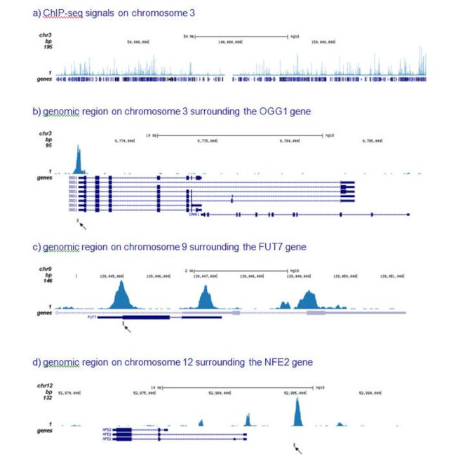 RUNX1/RUNX1T1 Antibody in ChIP-Sequencing (ChIP-seq)