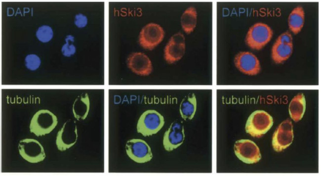 SKI3 Antibody in Immunocytochemistry (ICC/IF)