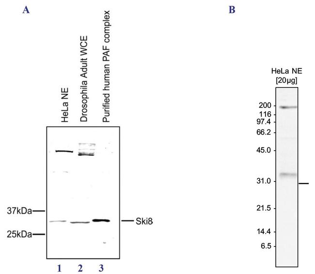 WDR61 Antibody in Western Blot (WB)