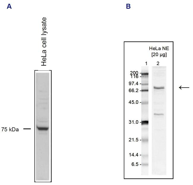 PAF1 Antibody in Western Blot (WB)