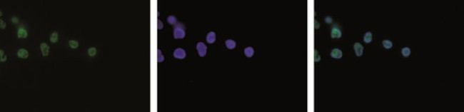H3K4me3 Antibody in Immunocytochemistry (ICC/IF)