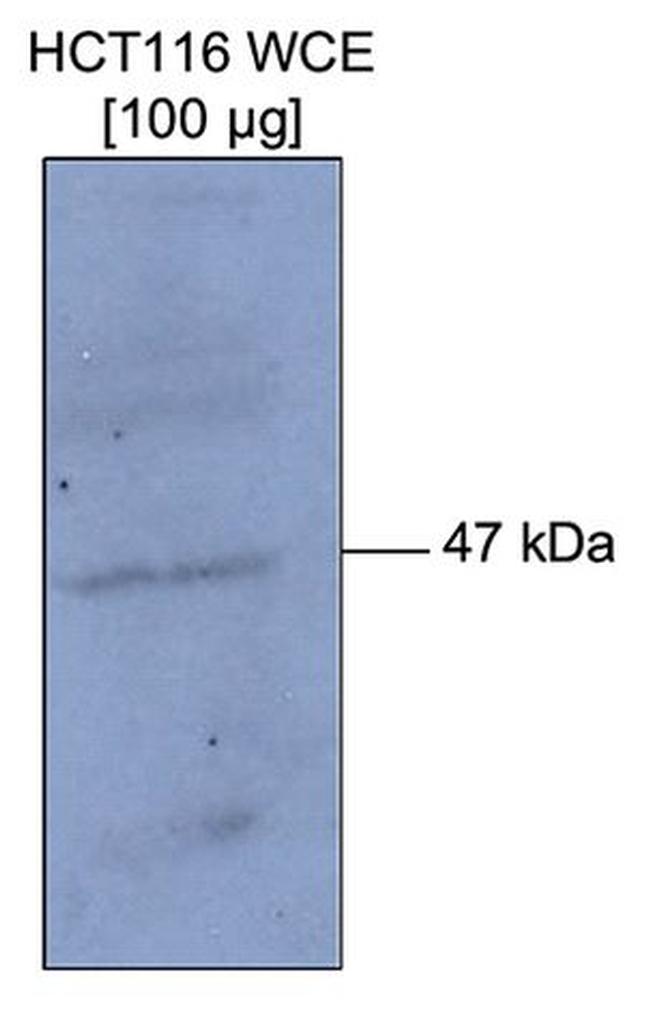 Methyl-p53 (Lys372) Antibody in Western Blot (WB)